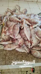  11 Fresh fish أسماك طازجة