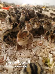  12 متوفر لدينا  فري (السمان) ذبخ +بياض