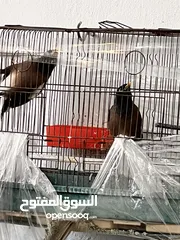  6 جوز طائر المينا اقرأ الوصف