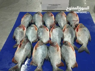  4 وسيط تجاري لتوفير الاسماك و اللحوم المجمدة