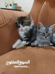  2 قطط من ام شنشيلا وأب سكوتش فولد لونج هير للبيع