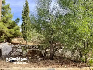  4 الفحيص - حوض أبو ركبة  أرض مميزة جدًا