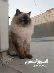  1 قطط هملايه لون جكليتي