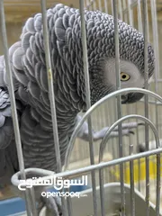  3 كاسكو متكلم قوي جدا بالكلام اقرأ الوصف بتمعن