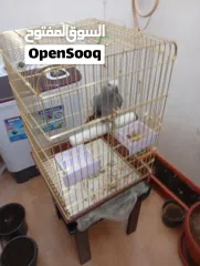  1 كاسكو التراجع عن بيع االطير