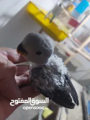  3 فراخ روز طفرات مميزة للزق اليدوي أقرا التفاصيل/ كوكتيل حب جرين شيك اليف جوز فحل طيرة فرخ هدد زق يدوي