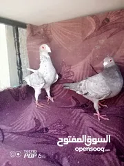  6 حمام للبيع اقرأ الوصف