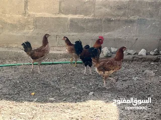  3 دجاج عرب كويتي المطوك الشمسي السياف العمر 5 اشهر ع وجه مبياض