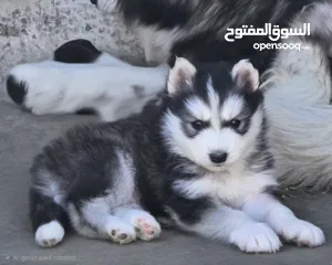  2 جراو مالموت الاسكا