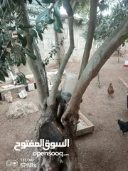  27 عنب للورق و الثمر تقليم