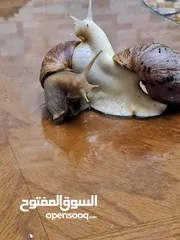  2 حلزونات أفريقية للبيع