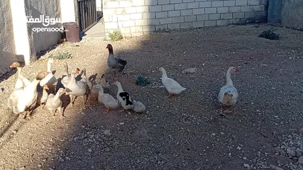  10 وز وبط للبيع او للبدل على صخله أو عبور مع دفع الفرق