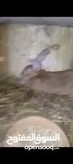  3 ارنب اللبيع