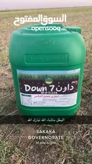 8 داون سفن مصنع سماد الشمال