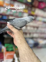  14 كويكر طفرة سينامون أليف راقص لعوب متكلم تابع الوصف للأهمية