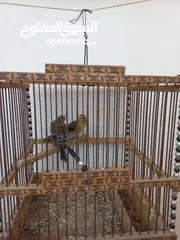  5 فراخ بندوق حسون للبيع