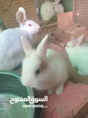  3 أرنب كل الأنواع