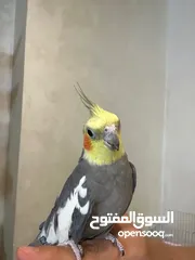  13 ببغاء كوكتيل اليف مدرب عند افضل مدربين ببغاء  صلاه النبي لعوب