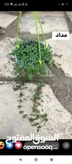  5 اشجار للبيع