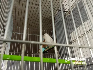  1 متاح جوز الطيرة اغات أية من الجمال والفحل ابيض بكحلة أمام العين جوز تركيب جديد