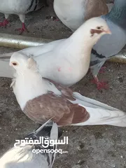  1 فحل كالوت للبيع