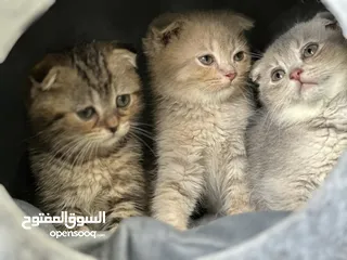  1 Pure scottish fold males and female