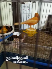  8 جوز كنار مع فرخين
