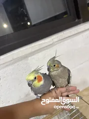  2 ببغاء كوكتيل