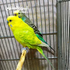  1 جوزين حب شغالات مع اقفاصهم