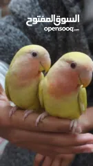  5 ببغاء روز مدرب