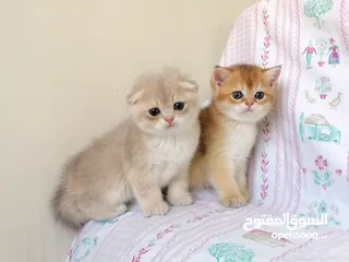  1 سكوتش فولد وسكوتش ستريت جولدن للبيع