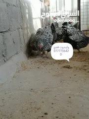  2 بيض وصوص من الانواع الي في الصور