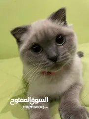  2 قطة سكوتش بيور ماخدا كل مطاعيمها و مع كل أغراضها