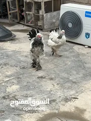  1 دجاج براهما بعدهن صغار ديج ودجاجه