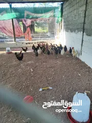  1 دجاج عماني بياض