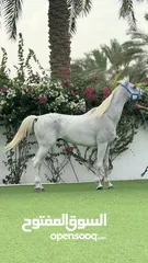  4 حصان عربي اصيل