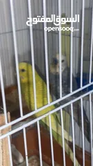  7 طيور حب تحتهم سبه فراخ و بيضة بسعر حرق