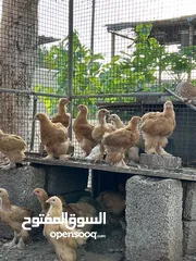  1 فرصه للبيع مجموعة طيور ب اسعار مميزه  شاهد الوصف