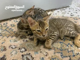  5 Bengal Kitten Male And Female For Sale