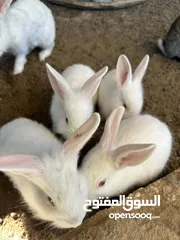  4 ارانب فرنسيه صغيره للبيع