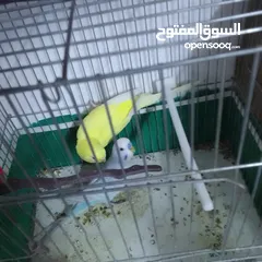  4 التواصل عبر الوتس اب عصافير حب وكوكتيل حجم جامبو كبير مفتلات والبينه وعادي