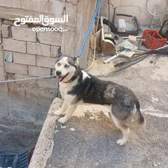  4 اناثي هاسكي في الزرقاء جنب مجمع الجديد جناعه