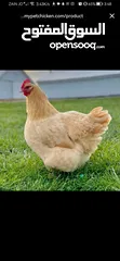 1 مطلوب دجاج من نفس النوع الظاهر بل صورة للتواصل عل خاص _________________________