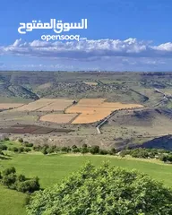 7 ارض للبيع في الحمه الاردنيه مزروع جوافه وكل انواع الحمضيات بثلاثه قواشين مستقلات ومتلاصقات لمالك واح