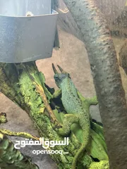  2 حرباء جاكسون jackson chameleon