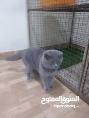  4 للبيع قطط شيرازيه بيور