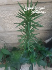  12 زريعه زينه للبيع