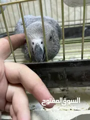  6 كاسكو متكلم قوي جدا بالكلام اقرأ الوصف بتمعن