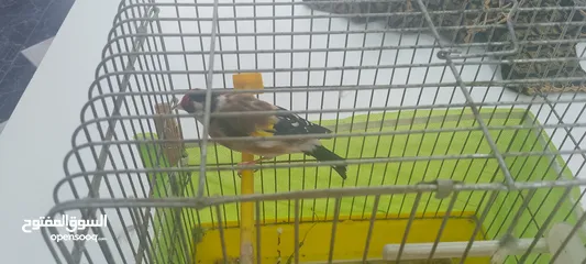  6 حسون ماشاءالله