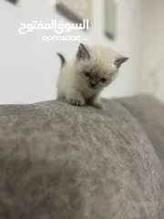  7 2 كيتن هملايا